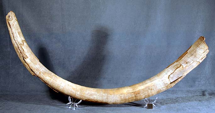photo of a Juvenile Mammoth Tusk