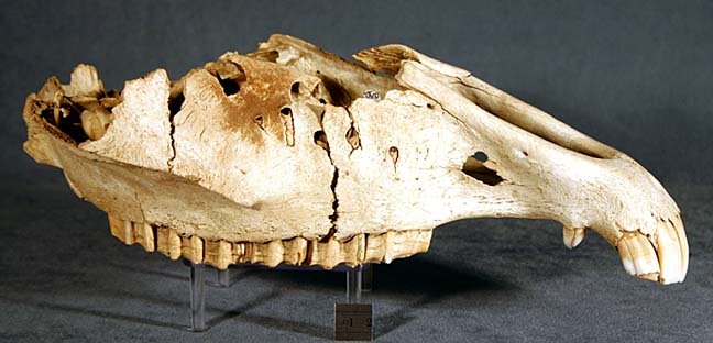 photo of a Horse skull