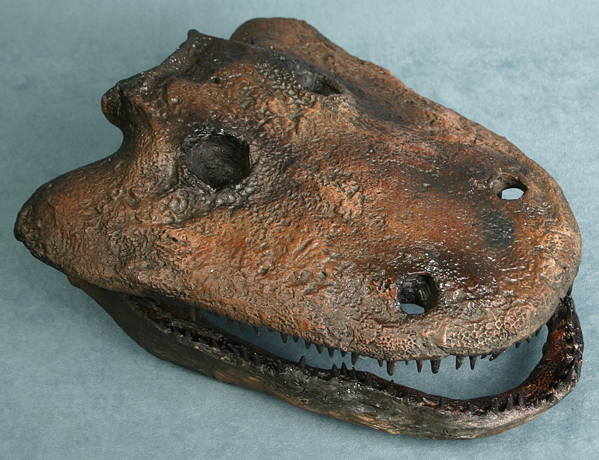 photo of a Amphibian skull (cast)