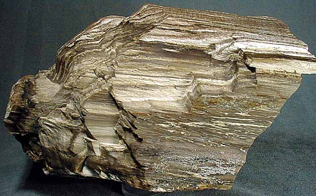photo of a Redwood - wood fragment