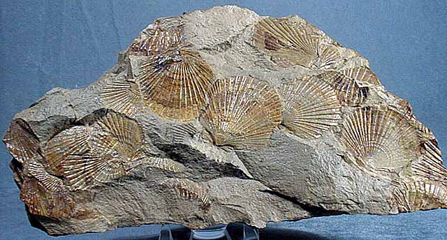 photo of a Scallop assemblage - external impressions in mudstone
