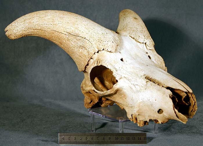 photo of a Dall Sheep Skull 