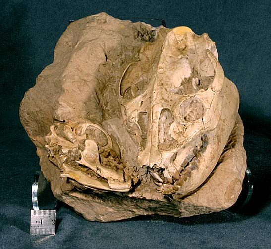 photo of a Oreodont and dog skulls