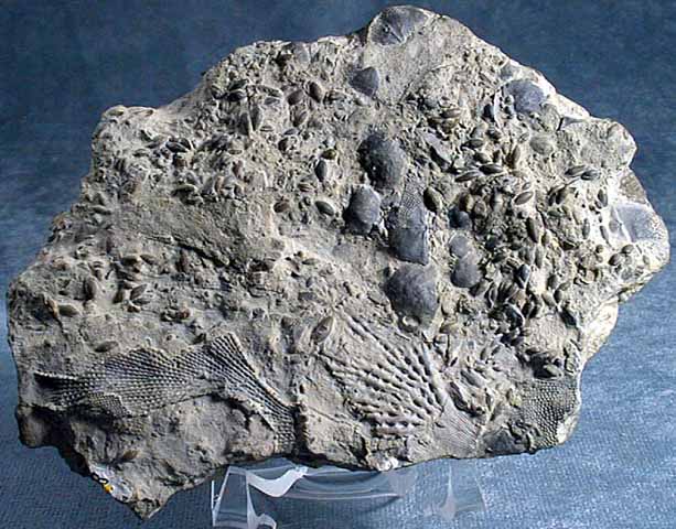 photo of a Paleozoic marine fauna