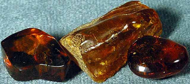 Insects in amber