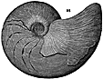 nautilus engraving thumbnail