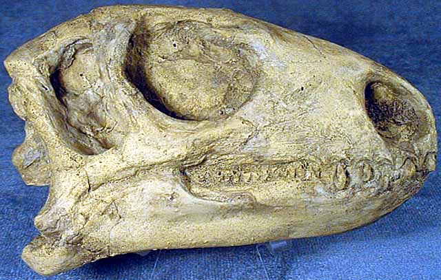  skull cast (a Hypsilophodont Othniella rex also known as “Nannosaurus rex”).