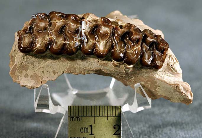 photo of a Horse jaw fragment (top view)