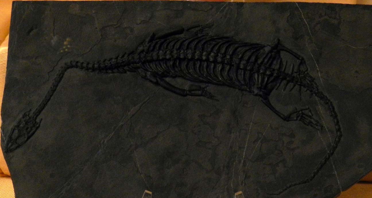 photo of a Keichosaur
