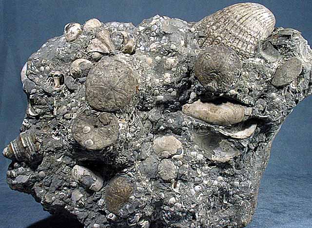 photo of a Fossil assemblage