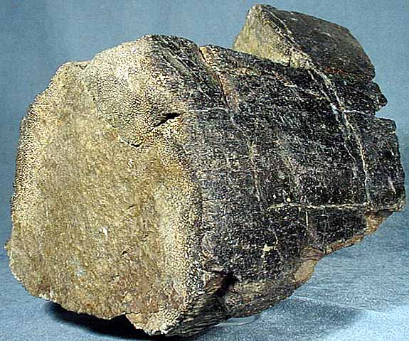 photo of a Fossil whale bone