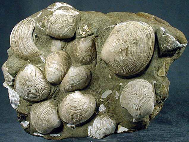 photo of a Littelneck clams