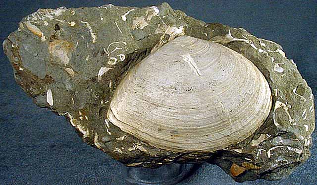 photo of a Clam