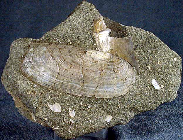 photo of a Razor clam