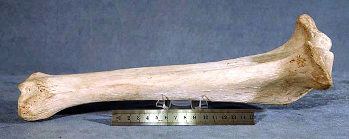 photo of a American Lion Leg Bone