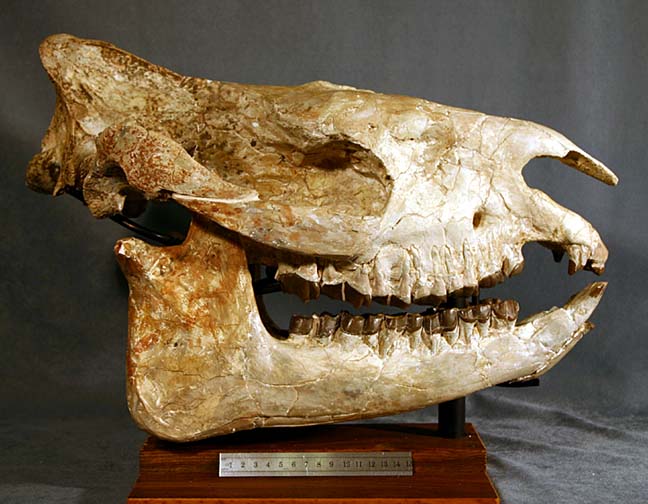 photo of a Rhinoceros Skull