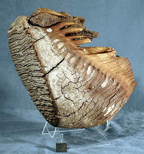 photo of a Mammoth Tooth