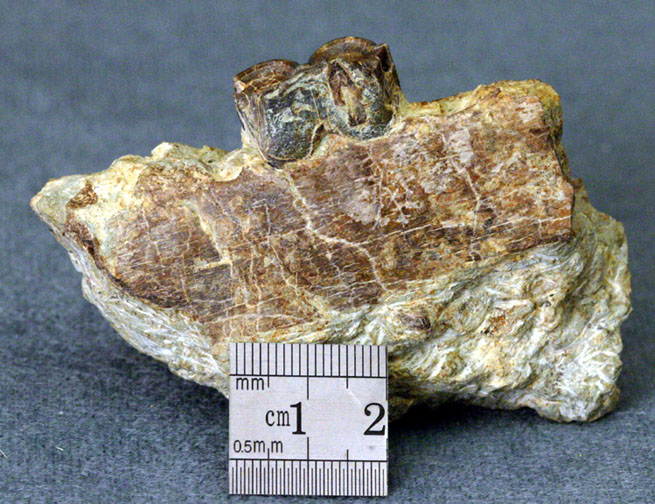 photo of a Jaw fragment, back view