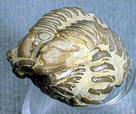 photo of a Trilobite (enrolled)