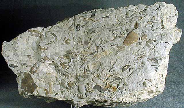 photo of a Seafloor Assemblage (brachiopod, bryozoa stem, gastropod, and trilobite fragments)
