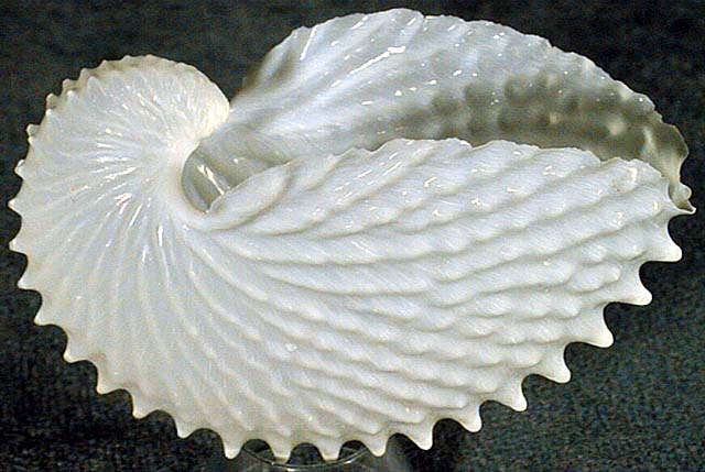 photo of a Paper Nautilus (Octopus egg case)