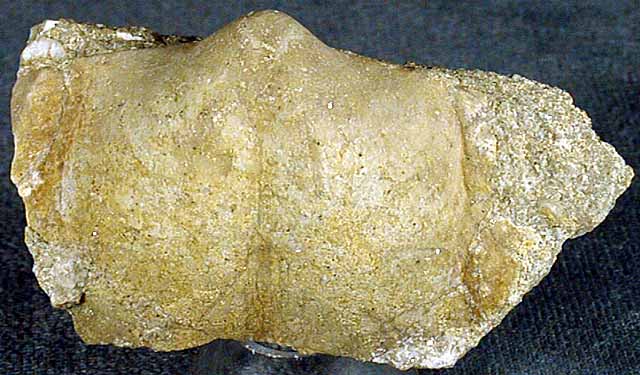 photo of a Brachiopod (internal mold)