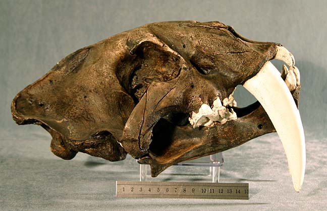 photo of a Saber tooth cat skull (cast)