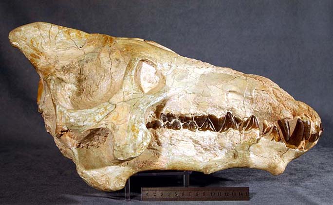 photo of a Entelodont Skull