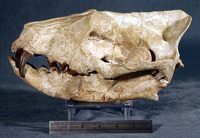 photo of a Creodont skull
