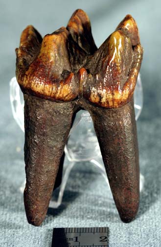 photo of a Prenatal mastodon tooth