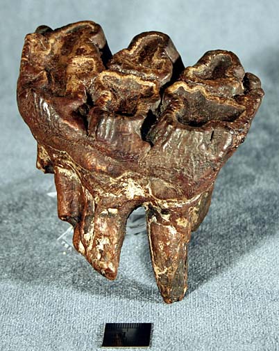photo of a Gomphothere tooth