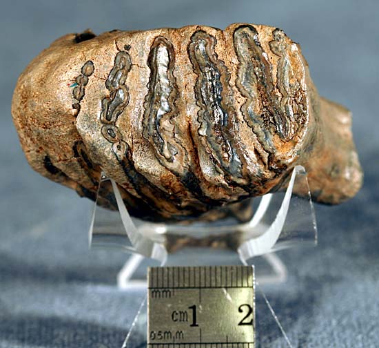 photo of a Baby mammoth tooth (top)
