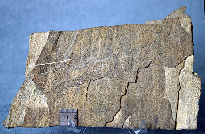 photo of a Limestone slab with Microgastropod internal casts (steinkerns)