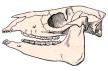 Mesohippus skull
