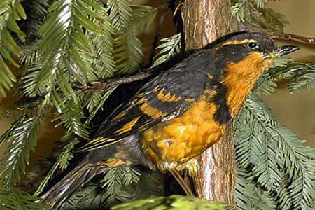 A taxidermied bird on a branch found in an exhibit the natural history museum