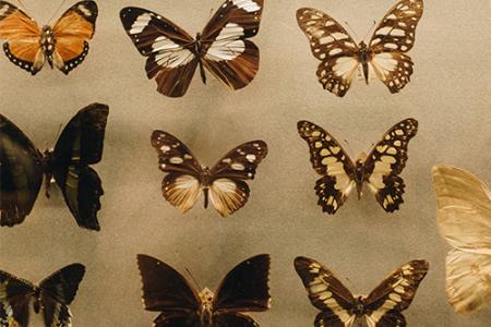 Butterfly models in a displaycase