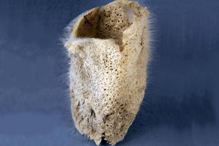 A photo of a sponge in a museum exhibit