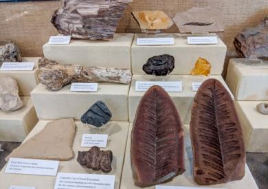 Fossils inside the museum