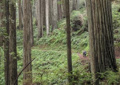 redwood forest with two people walking on a trail