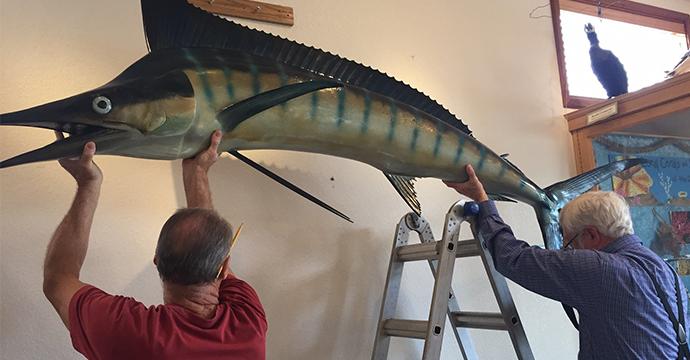 Volunteers hanging our newly donated sailfish over our intertidal exhibit.  