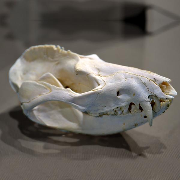 A photo of a cat skull