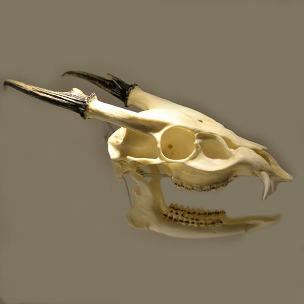 A photo of a bovine skull with a beige background