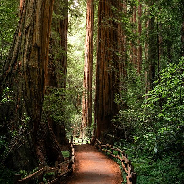 Photo of a trail into a redwood forest.