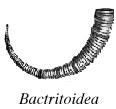 bactritoidea sketch