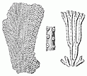 bryozoan engraving thumbnail