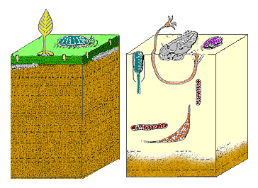 cartoon of ediacaran vs. Cambrian seafloor