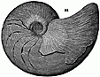 nautiloid engraving icon