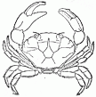 crab engraving