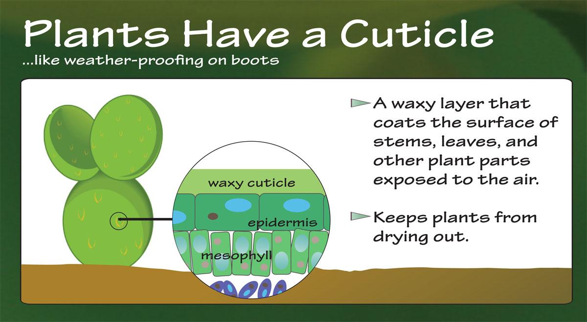 Plants have a cuticle ... like weather-proofing on boots. A waxy layer that coats the surface of stems, leaves, and other plant parts exposed to the air. Keeps plant from drying out.