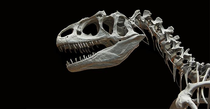 Photo of a T-Rex skeleton with a black background